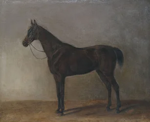 Brown Stallion